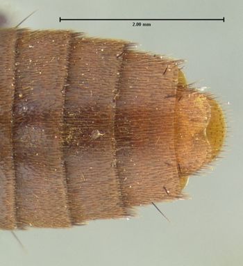 Media type: image;   Entomology 24109 Aspect: abdomen ventral view